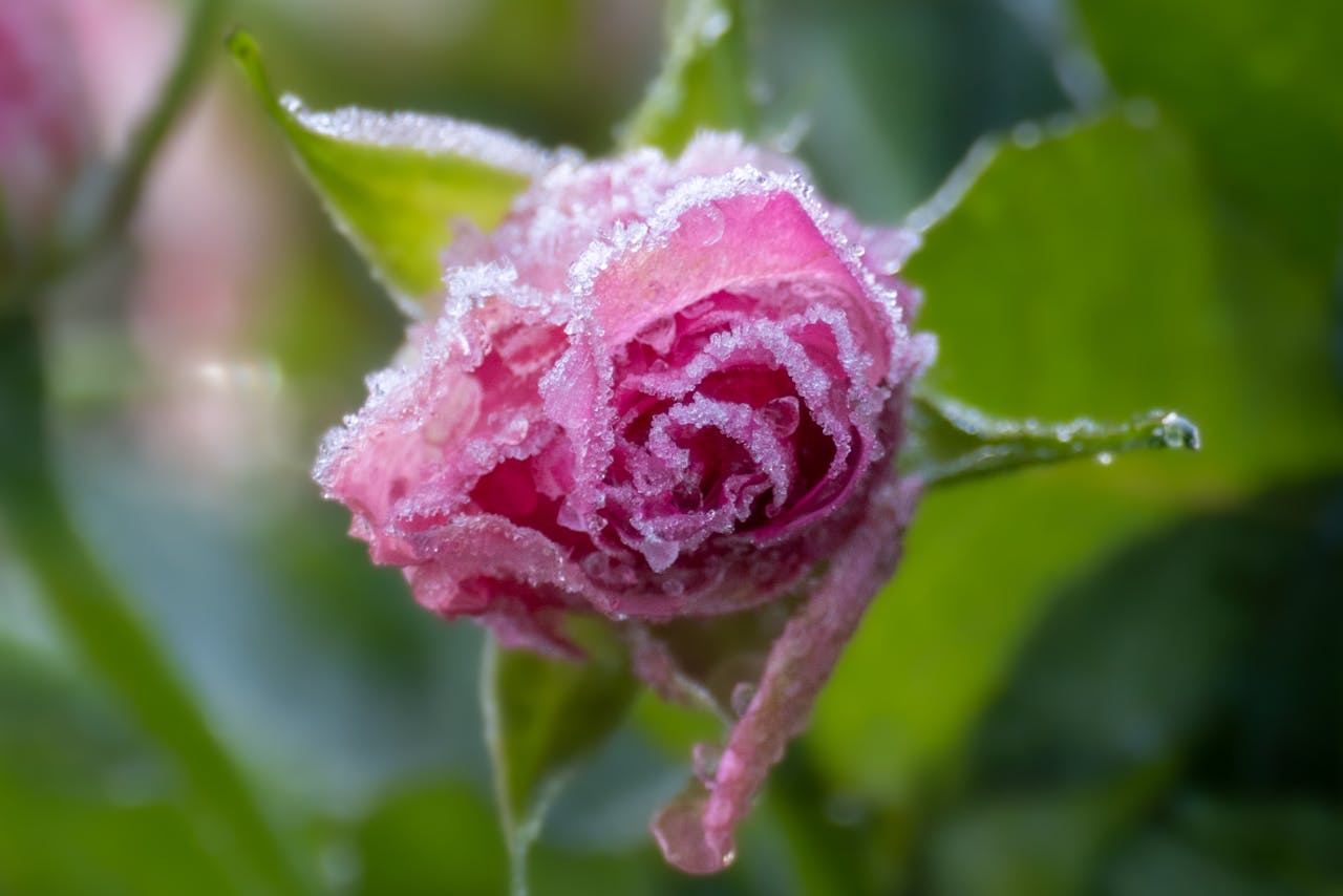 protéger les plantes du gel cet hiver